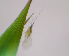 Takecallis arundinariae