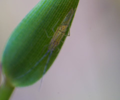 Takecallis arundinariae