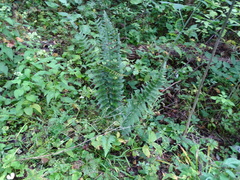 Dryopteris cristata