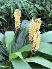 Calanthe formosana