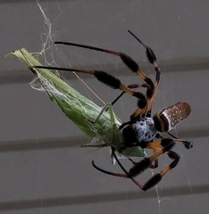 Trichonephila clavipes image