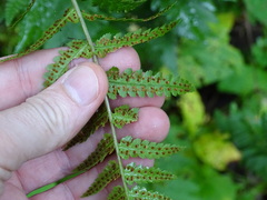 Dryopteris cristata