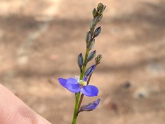 Comesperma defoliatum