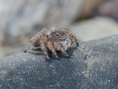 Aelurillus dubatolovi