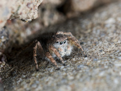 Aelurillus dubatolovi