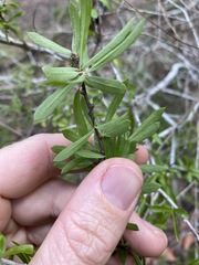 Pittosporum viscidum