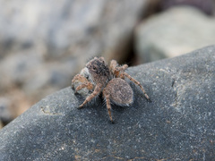 Aelurillus dubatolovi