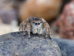 Aelurillus dubatolovi