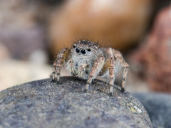 Aelurillus dubatolovi