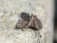 Aelurillus dubatolovi