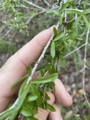 Pittosporum viscidum