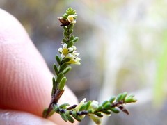 Micromyrtus littoralis