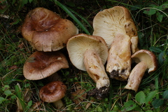 Lactarius hysginus