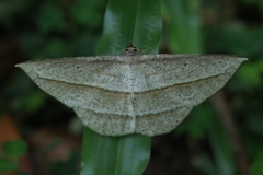 Heteralex rectilineata