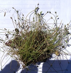 Isolepis rubicunda