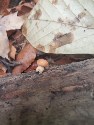 Gymnopilus (Photo 5 of 6)