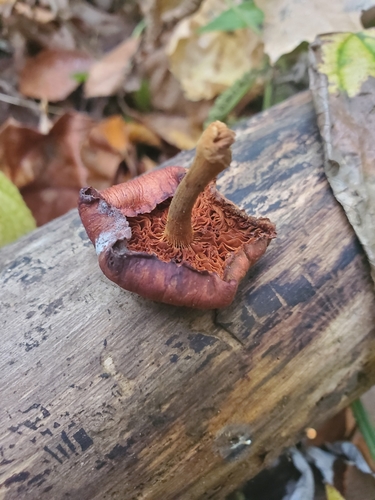 Gymnopilus (Photo 6 of 6)