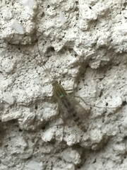 Chironomus yoshimatsui