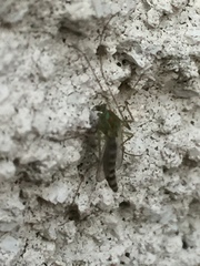 Chironomus yoshimatsui