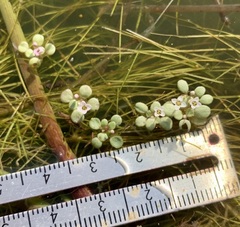 Crassula natans natans