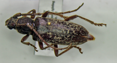 Elaphidion linsleyi
