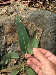 Eucalyptus raveretiana