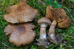 Cortinarius pholideus