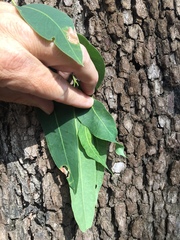 Eucalyptus raveretiana