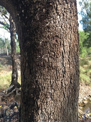 Eucalyptus raveretiana