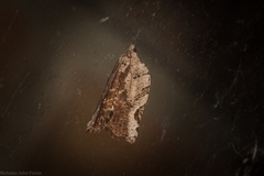 Meritastis ursina