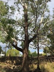 Eucalyptus raveretiana