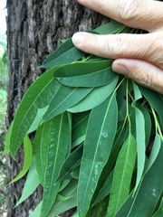 Eucalyptus raveretiana