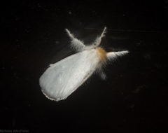 Euproctis panabra