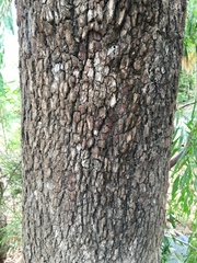 Eucalyptus raveretiana