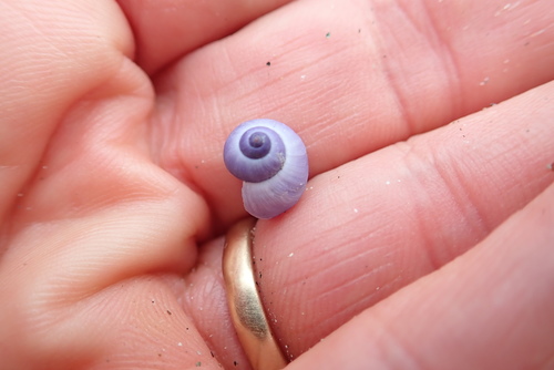 photo of Dwarf Violet Snail (Janthina exigua)