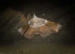 Esthlodora versicolor