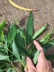 Eucalyptus raveretiana