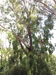Eucalyptus raveretiana