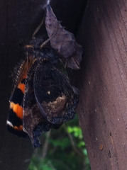 Nymphalis xanthomelas