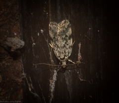Barea nymphica