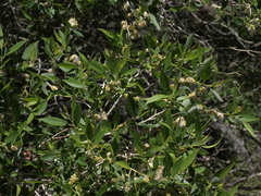 Salix lutea