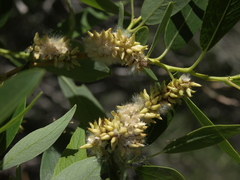 Salix lutea