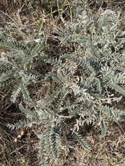 Astragalus mollissimus