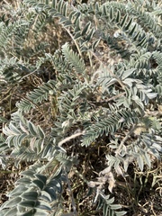 Astragalus mollissimus