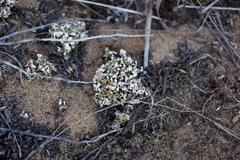Cladonia firma