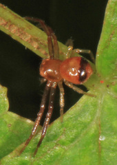 Synema parvulum