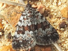 Dichromodes disputata