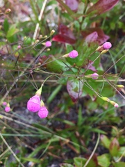 Agalinis setacea