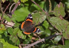 Vanessa atalanta