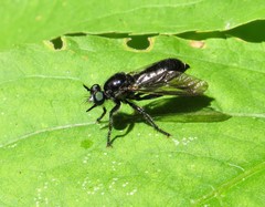 Laphria canis